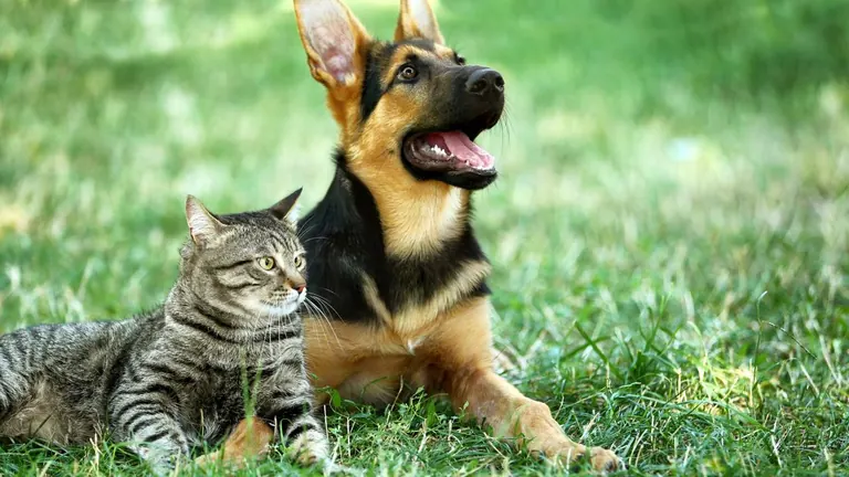Criação e comercialização de cães e gatos ganham normas no DF